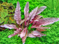 Preview: Flamingo Wasserkelch - Cryptocoryne spec. Flamingo in vitro